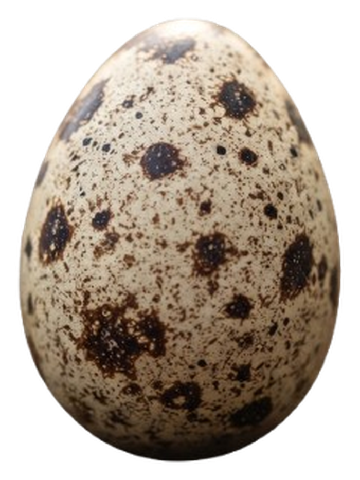 Telur puyuh berbintik khas